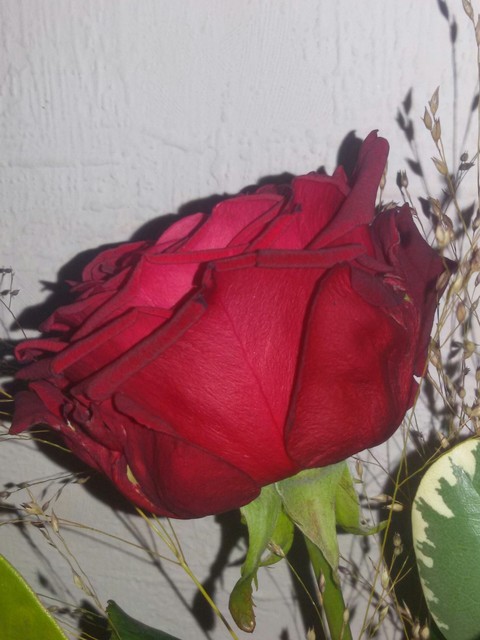 Red Rose ❤