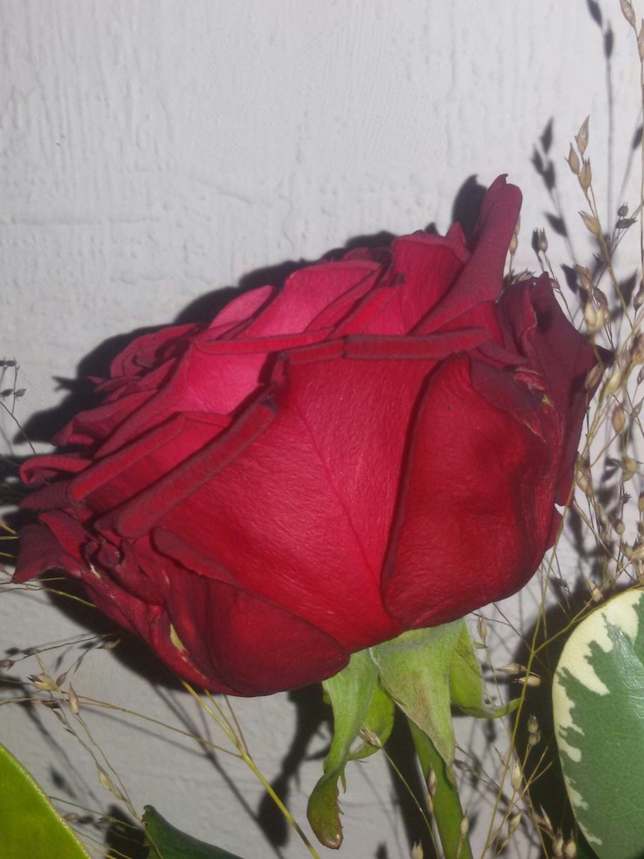 Red Rose ❤