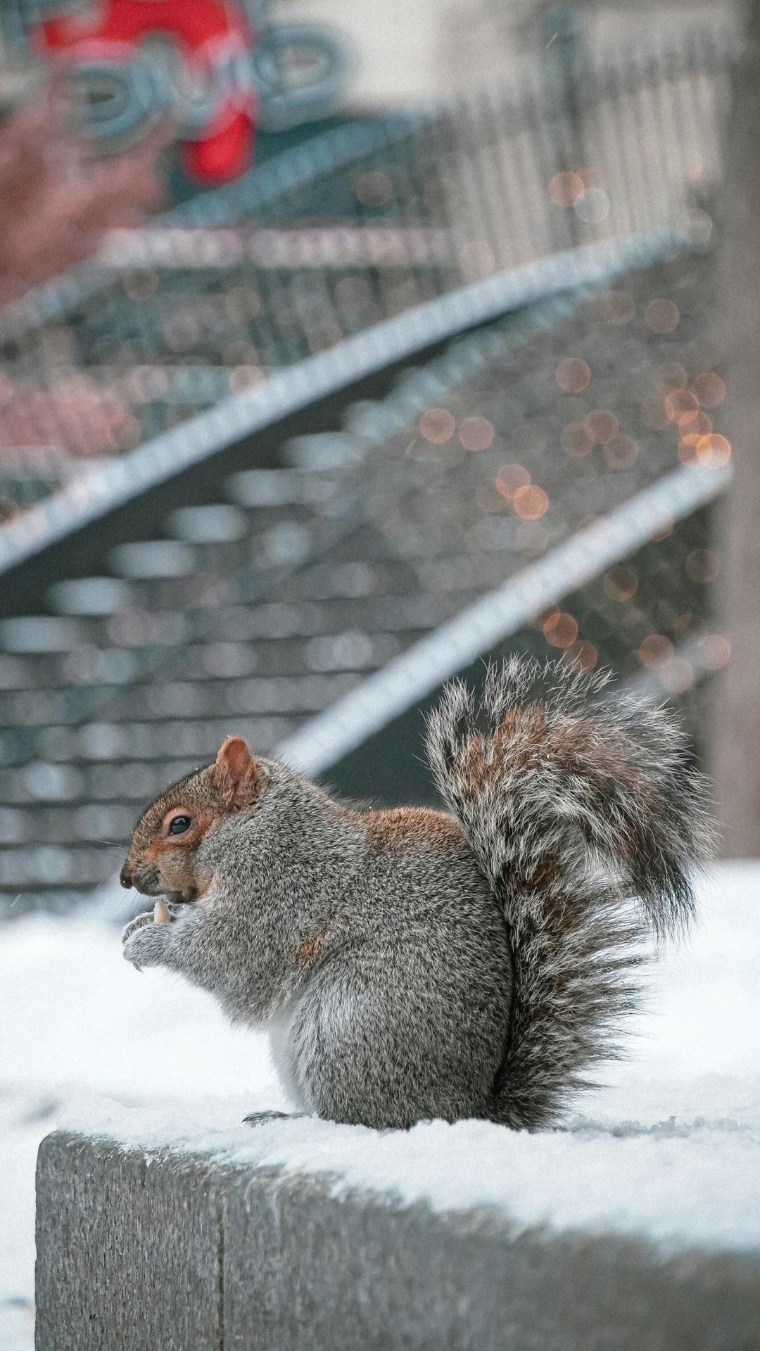 Squirrel, winter achtergronden