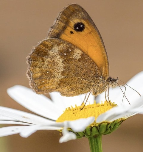 fondos de pantalla gatekeeper, butterfly
