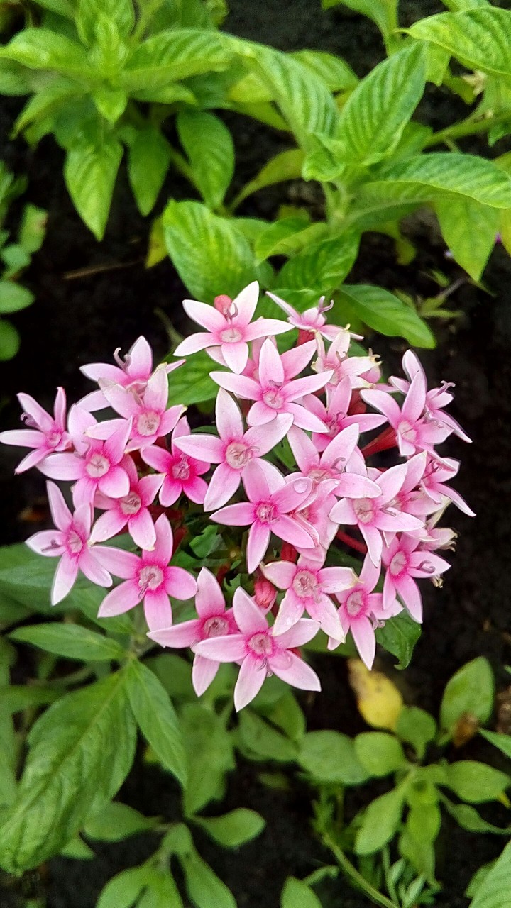 Pink Santans