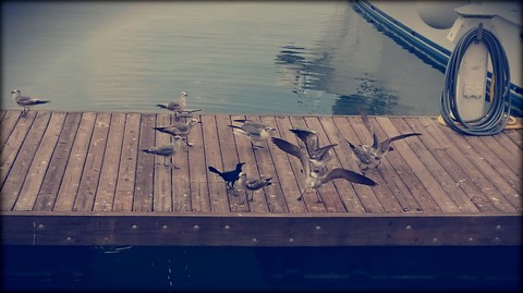 Seagulls