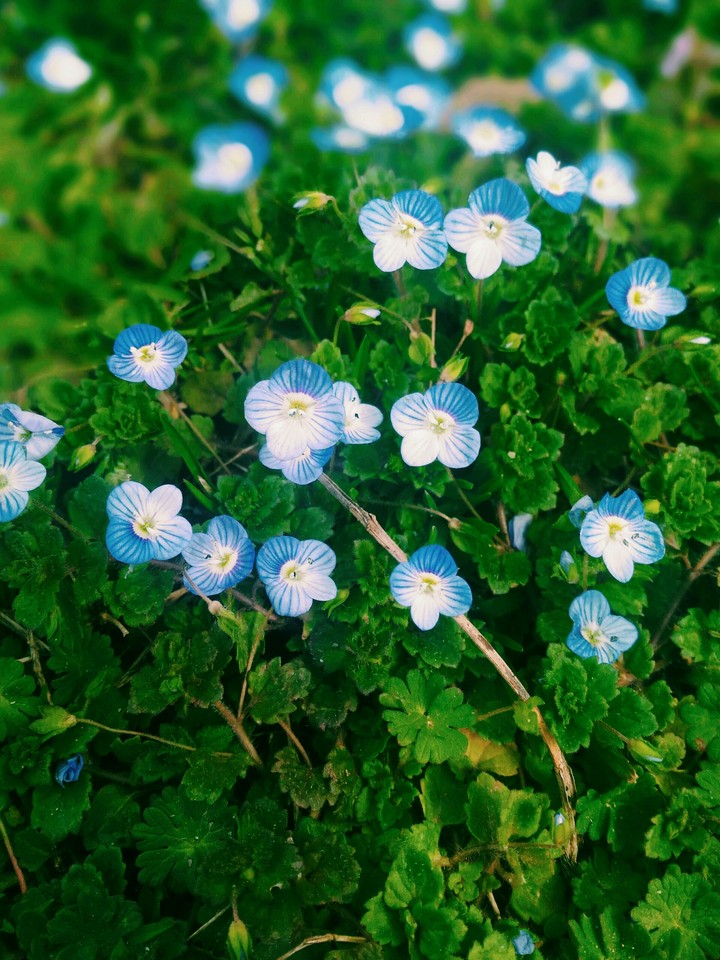 Flower in Russian forest