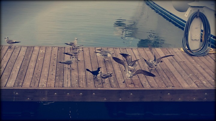 Seagulls