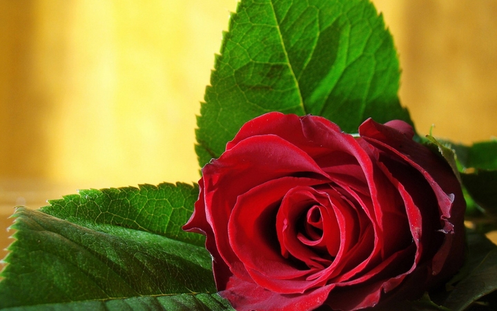rose