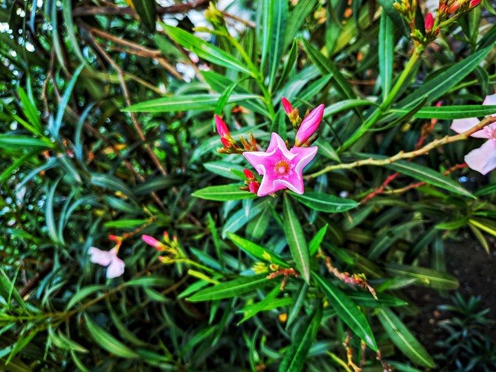 bloom