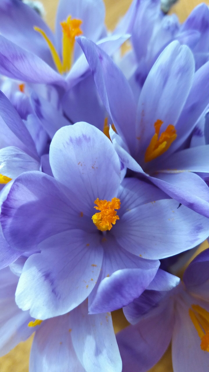 spring flowers