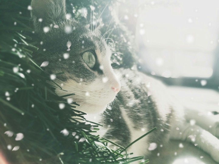 Sentacat