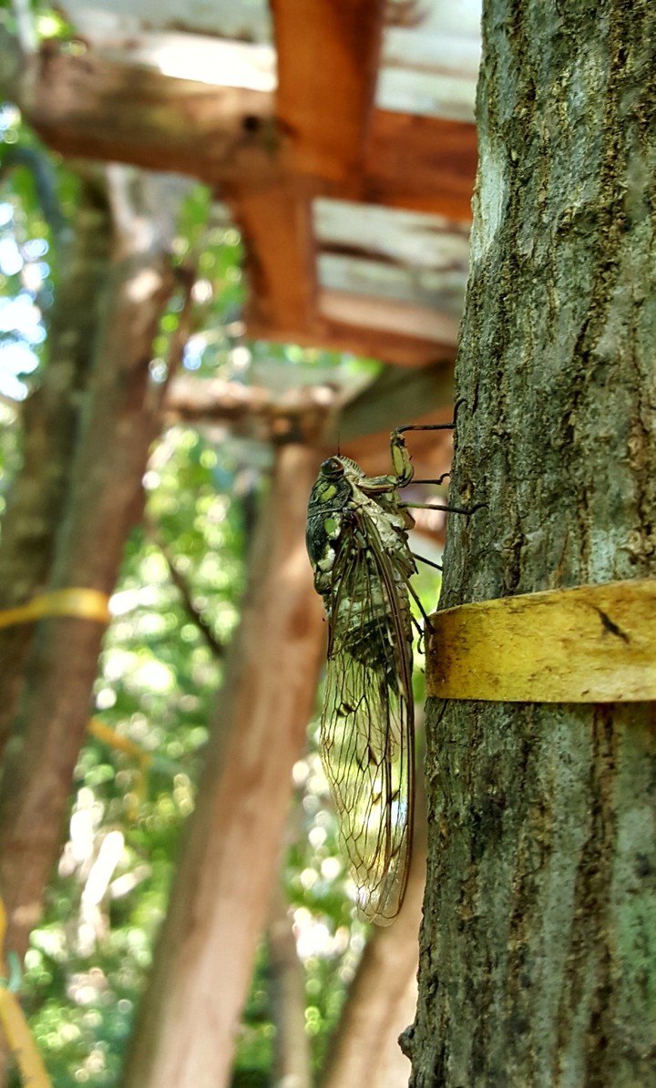 Cicada