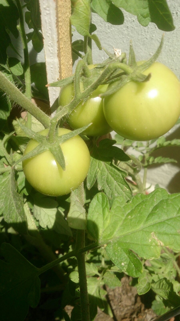 tomato