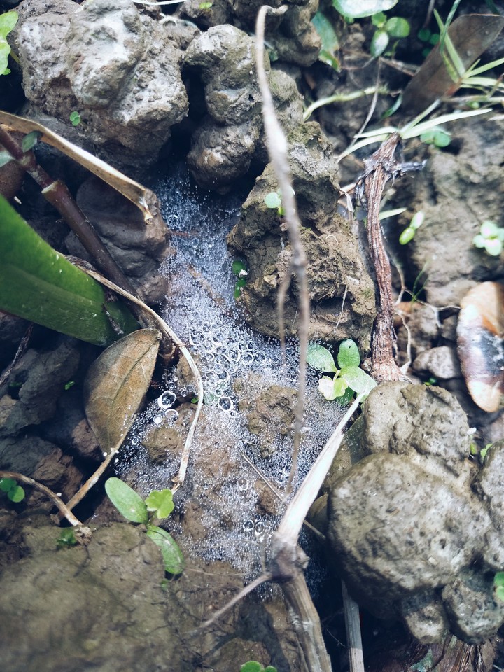 beauty of nature