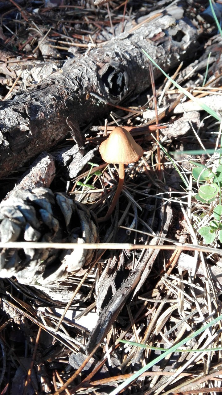 Little mushroom