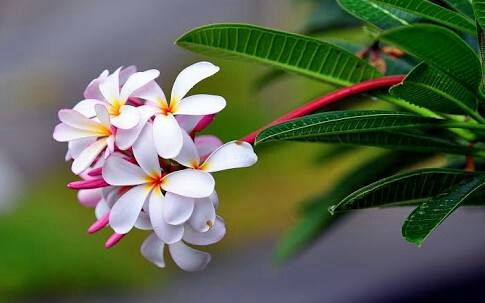 at early morning to see flowers