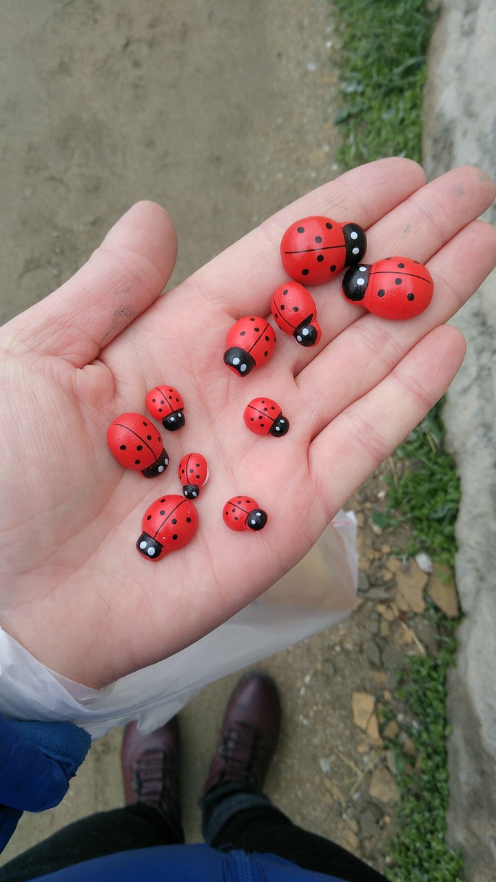 ladybug