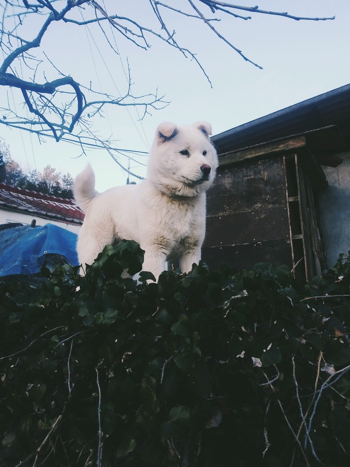 개