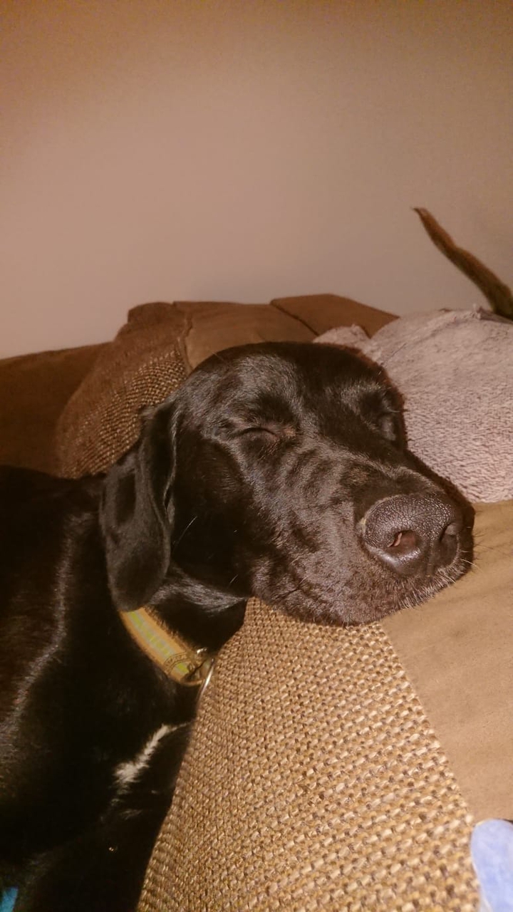 Schlafender Hund
