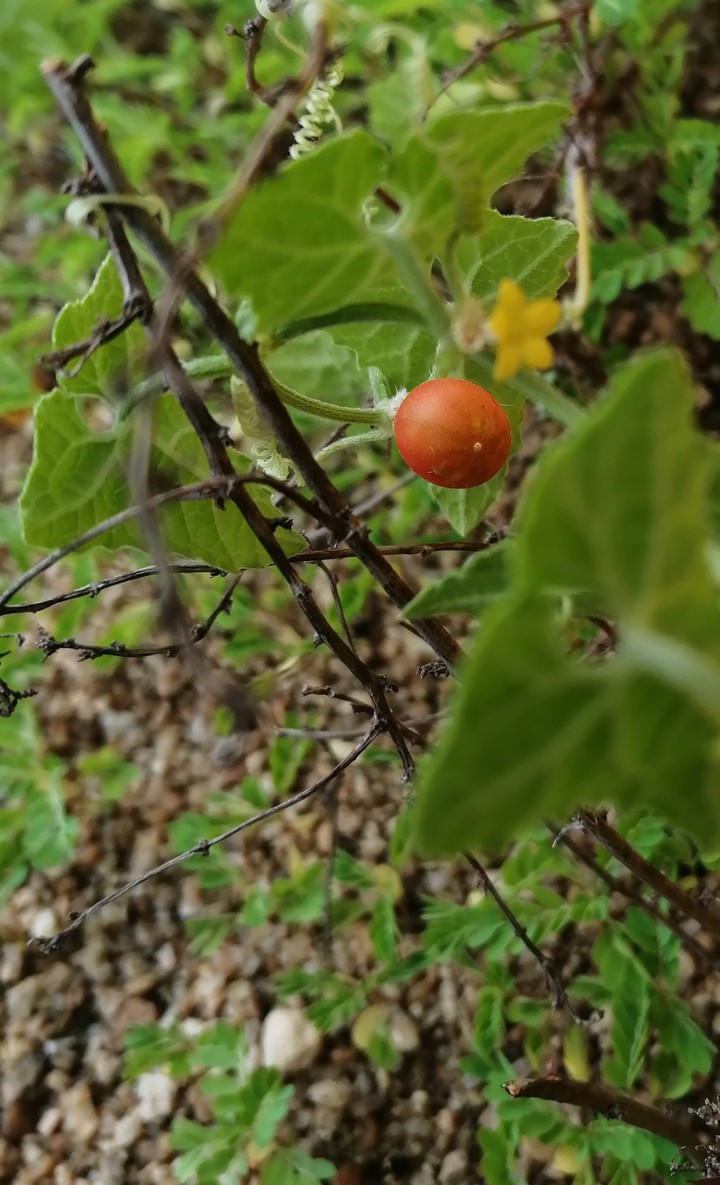 Creeper with fruit