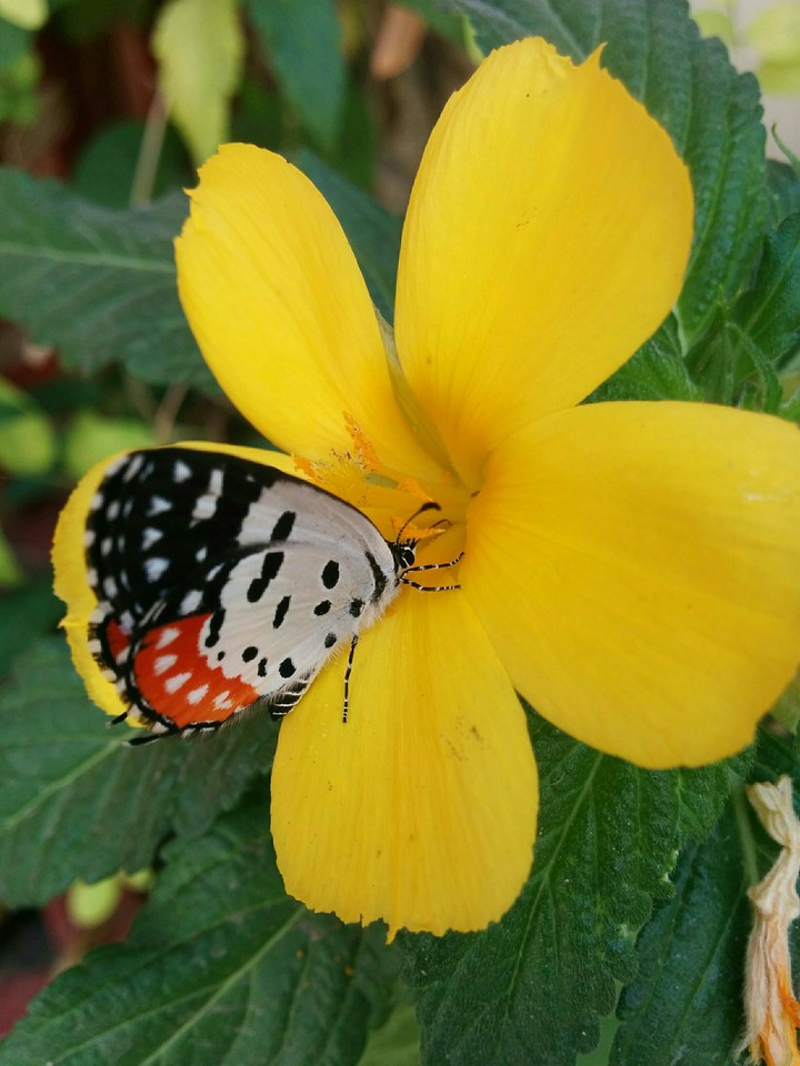 clicked