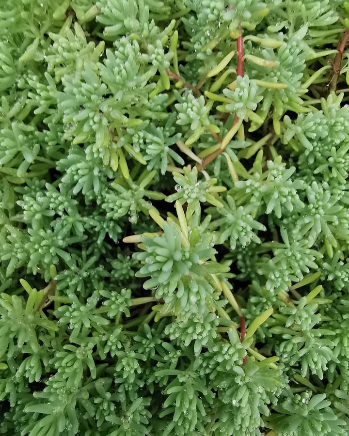 Green plant