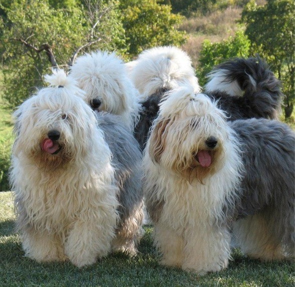 Dog