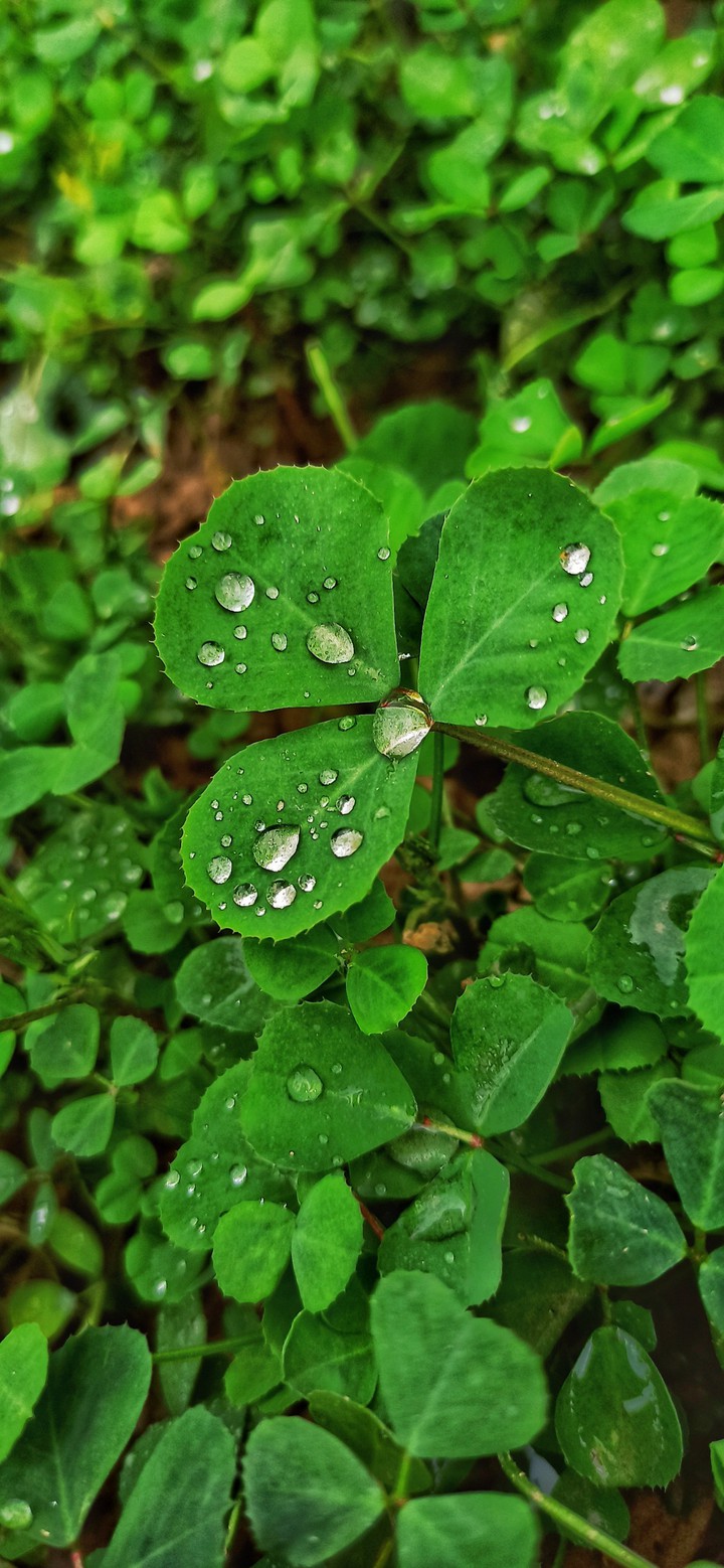 Leaves