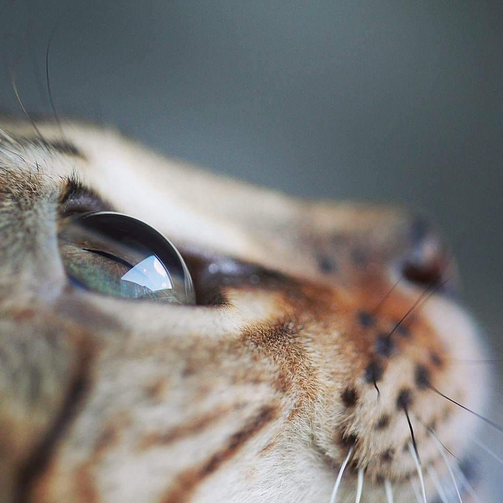 cat eye