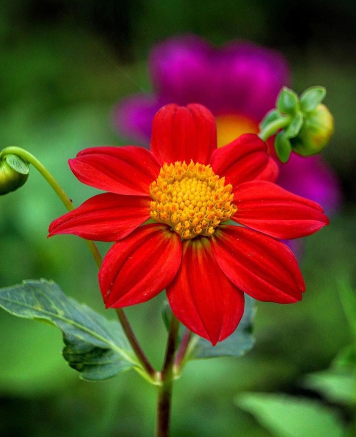 red flower