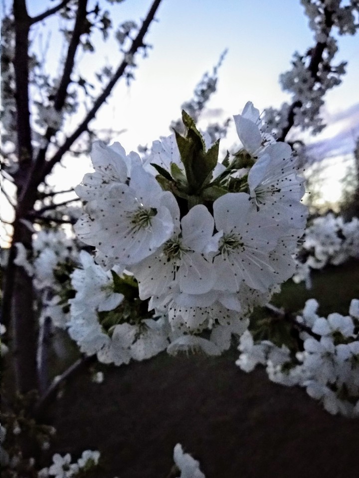 Bloom