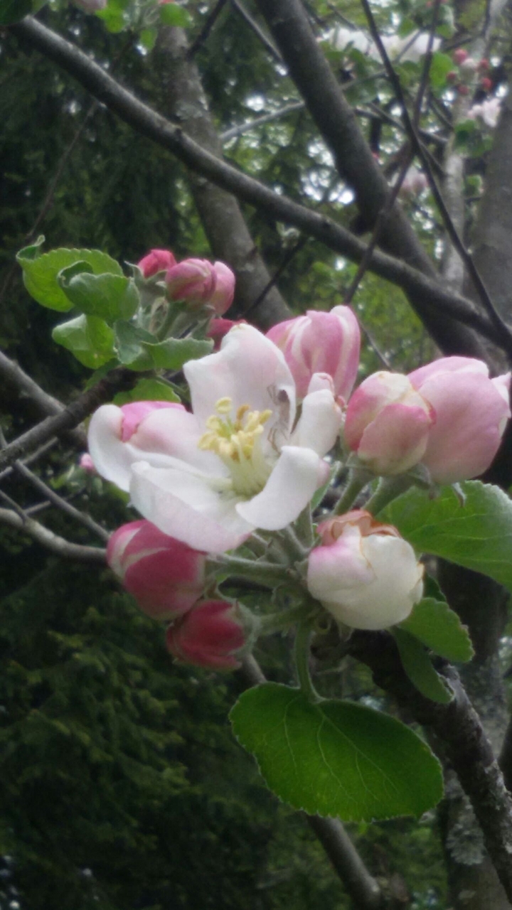 boccioli di fiore di melo