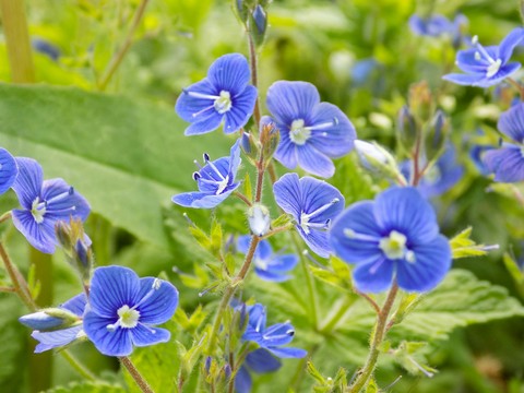 Blue flowers