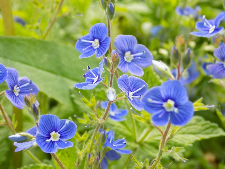 Blue flowers