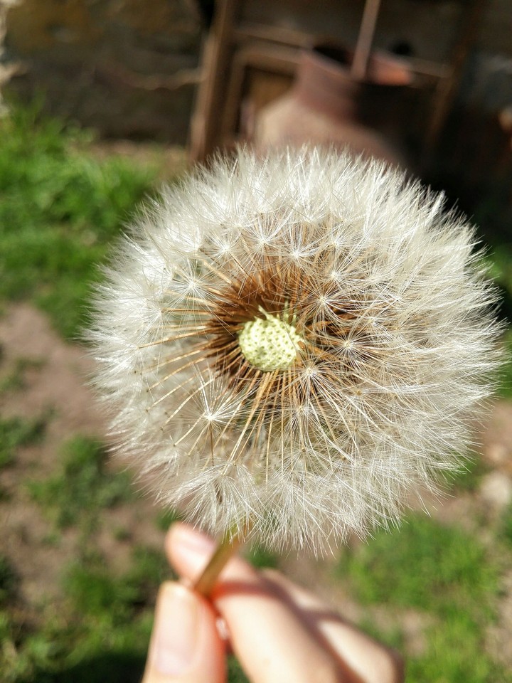 Diente de León