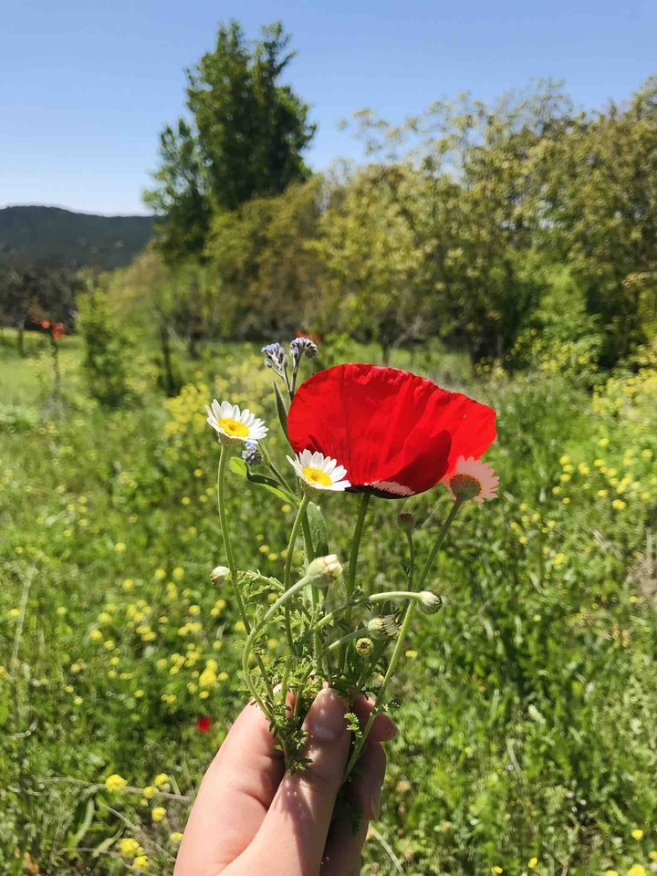 daisys and red poppy