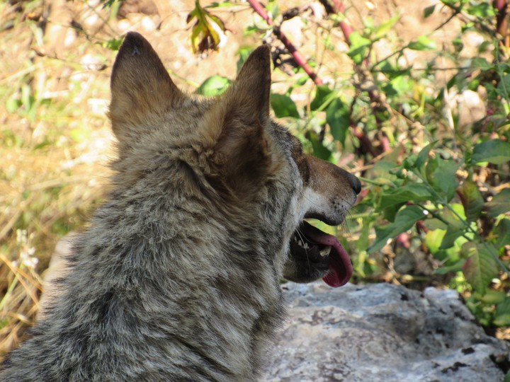 wolf