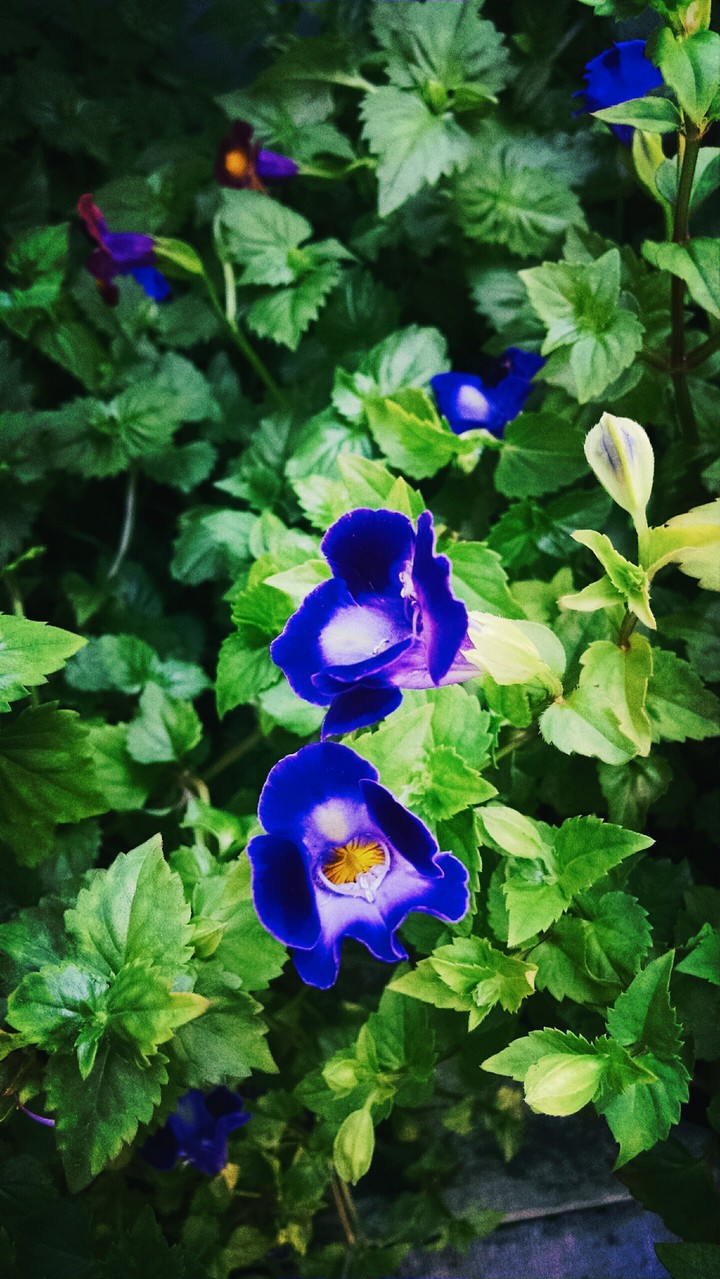 Dark purple and blue flowers