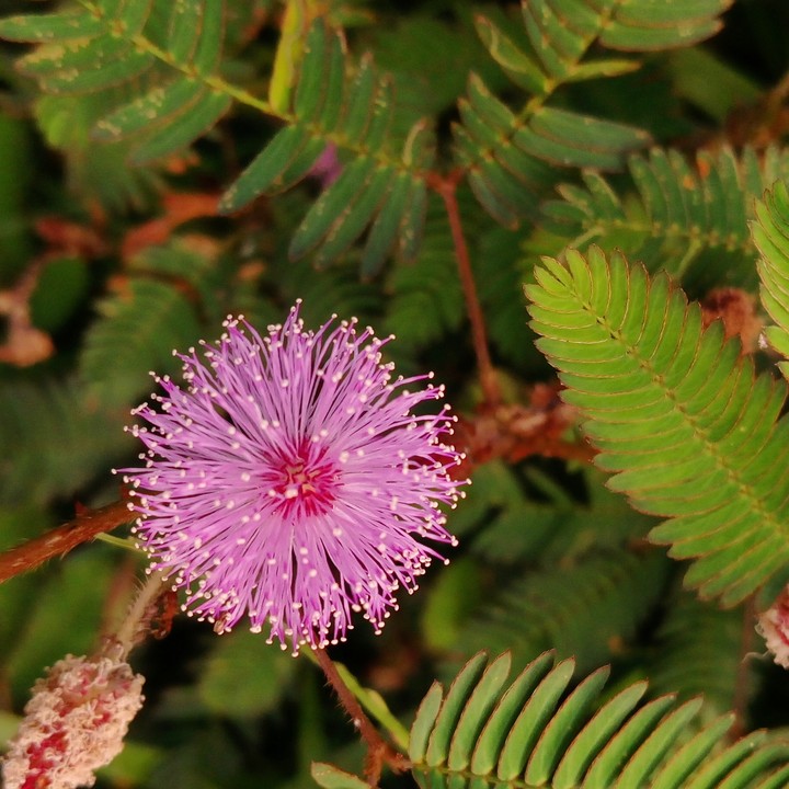 shameplant