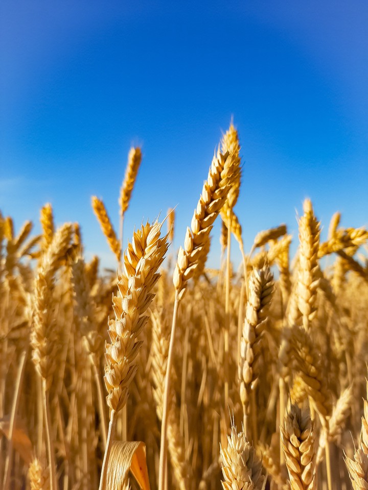 field
