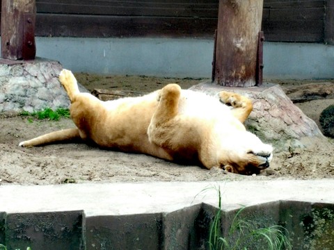 lazy day