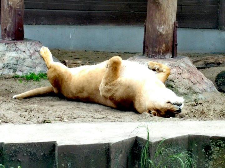 lazy day