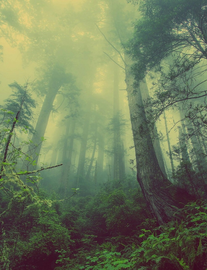 Forest