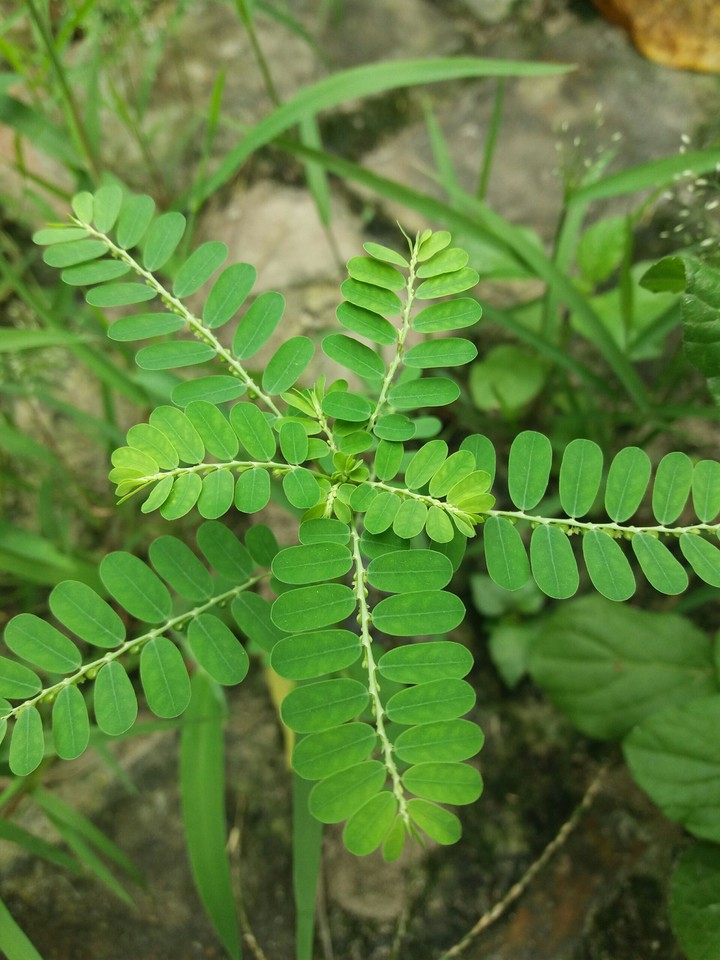 small leaves loves