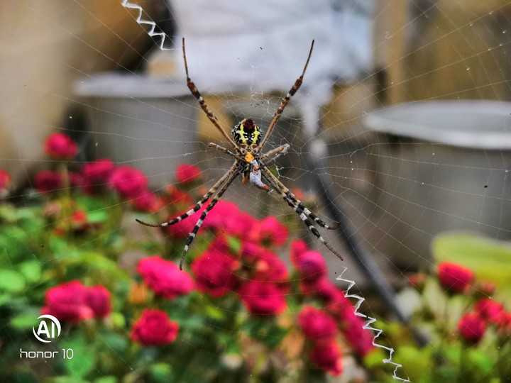 spider on it's web