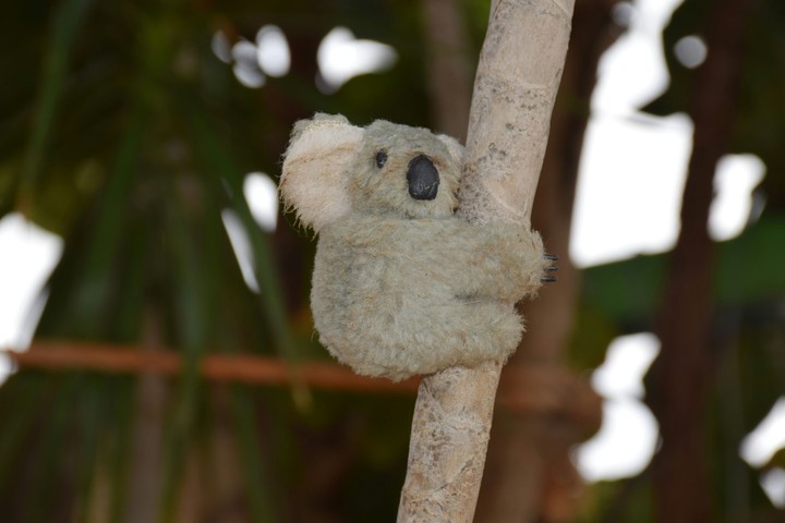 Koala