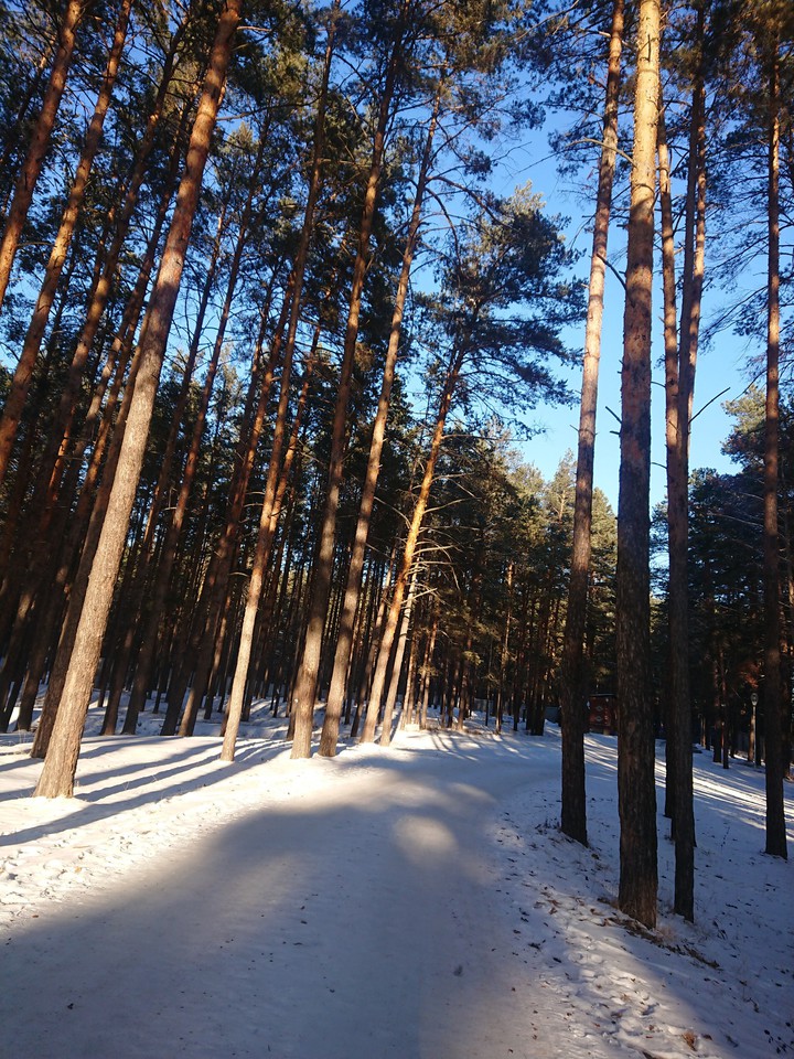 forest