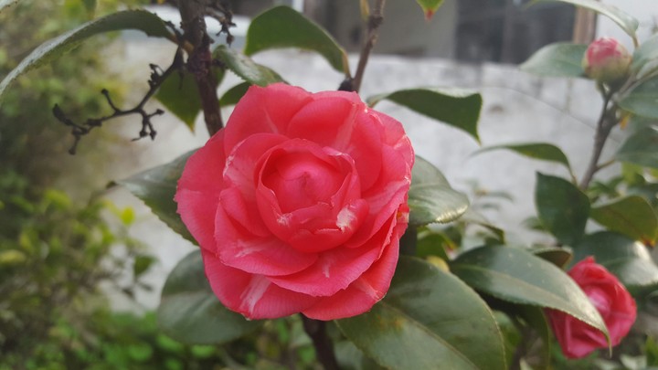 Camellia japonica
