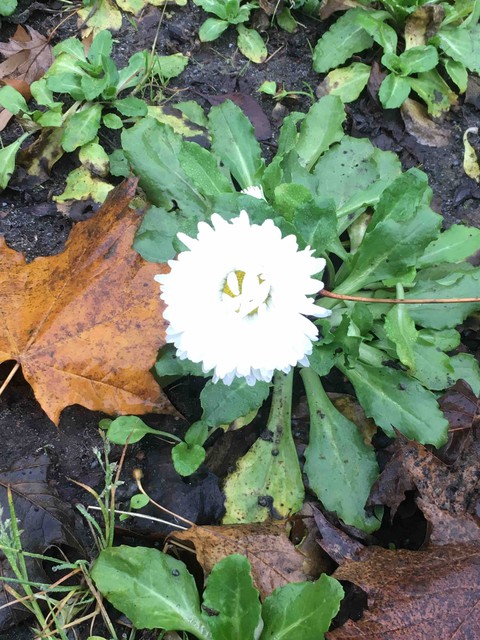 flower