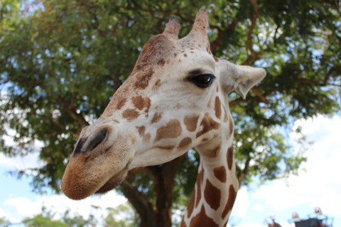wildlife, giraffidae Hintergrundbilder