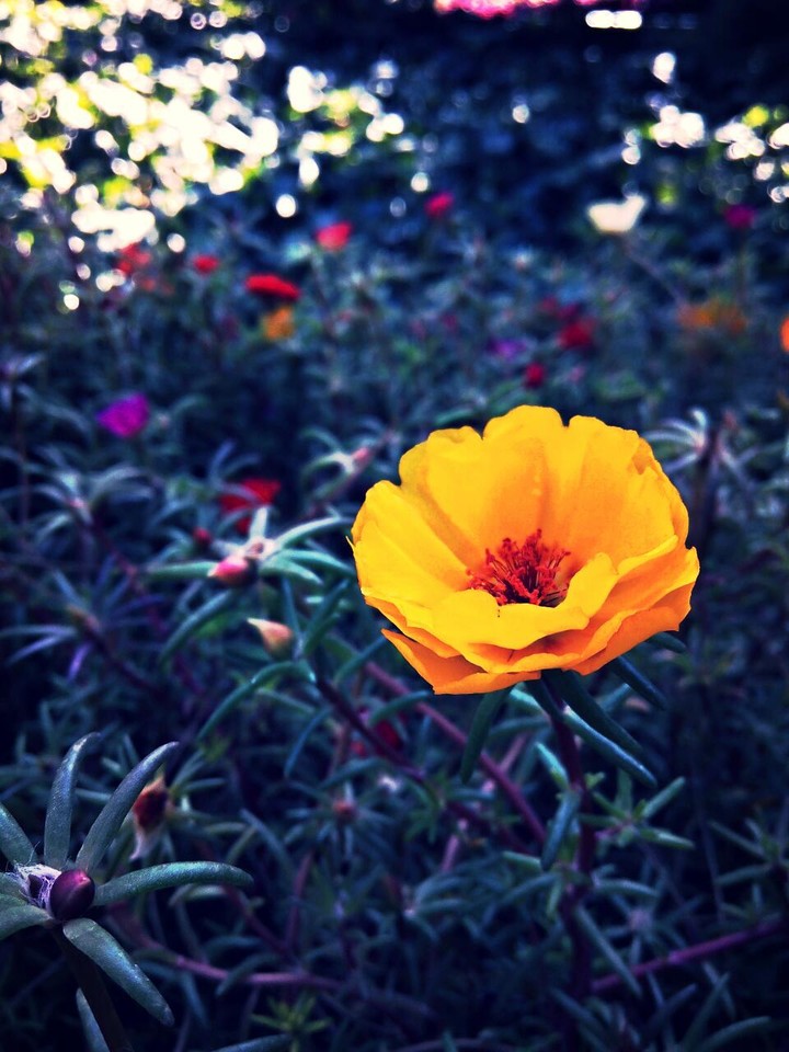 flowers