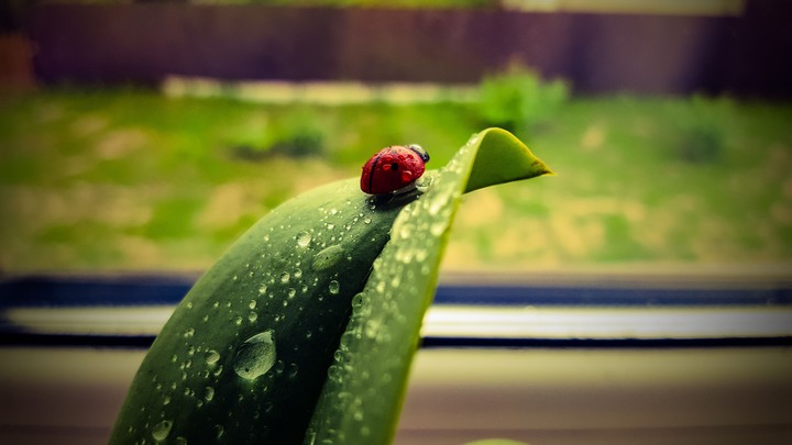 ladybug