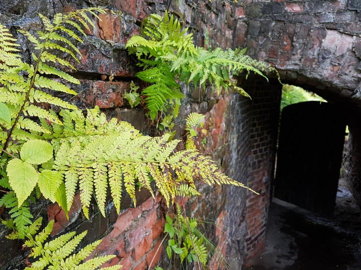 green wall